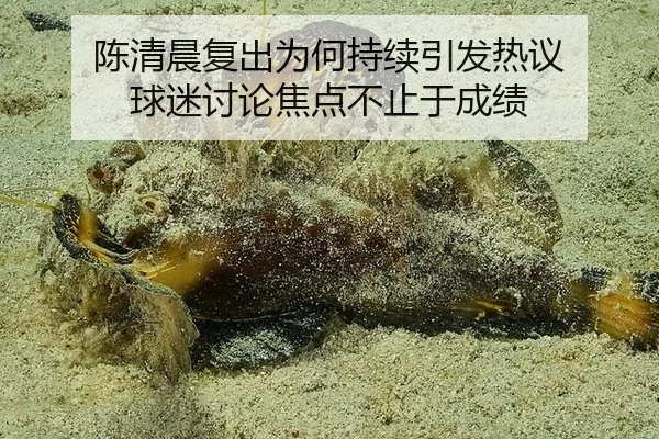 陈清晨复出为何持续引发热议 球迷讨论焦点不止于成绩